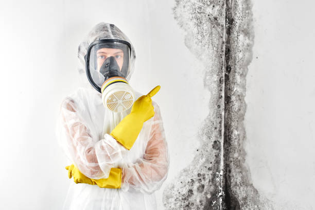 Best Mold Prevention Services  in Punxsutawney, PA