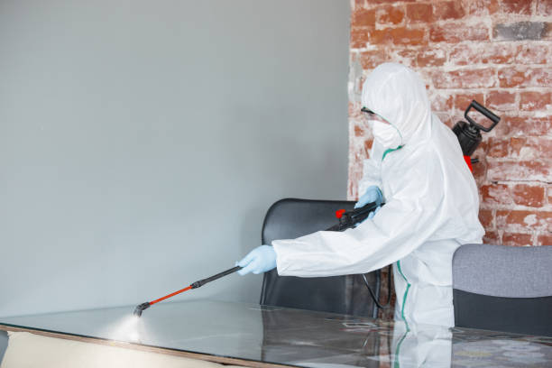 Best Mold Damage Restoration  in Punxsutawney, PA